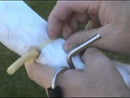 California Bloodless Castration Bander