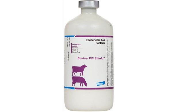 Bovine Pili Shield Escherichia Coli Cattle Vaccine